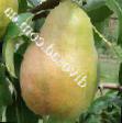 Pear varieties Maria Photo and characteristics