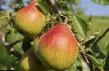 Päärynä (päärynäpuu)  Vilyams (Dyushes letnijj) laji kuva