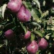 Pear varieties Williams Rouge Delbara (Max Red Bartlett) Photo and characteristics