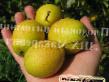 Pear varieties Amurskaya osennyaya  Photo and characteristics
