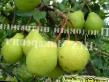 Päärynä (päärynäpuu) lajit Dalnevostochnica kuva ja ominaisuudet