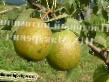Pear varieties Kosmicheskaya Photo and characteristics