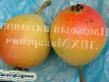 Pear varieties Lel Photo and characteristics