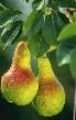 Pear varieties Nezhnost  Photo and characteristics