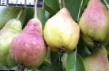 Pear varieties Kupava Photo and characteristics