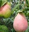 Pear  Perun grade Photo