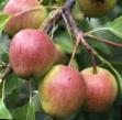 Päärynä (päärynäpuu)  Povislaya laji kuva