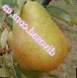 Pear  Goverla grade Photo