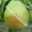 Pear  Izumrudnaya grade Photo