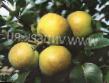 Pear  Bergamot moskovskijj  grade Photo