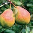 Pear varieties Muratovskaya Photo and characteristics
