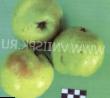 Pear varieties Banketnaya Photo and characteristics