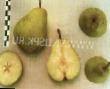 Pear varieties Vesnyanka Photo and characteristics