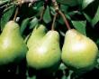 Pear varieties Volshebnica Photo and characteristics