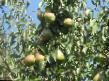 Päärynä (päärynäpuu)  Dobryanka (Sentyabrina) laji kuva
