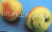 Pear varieties Dubovskaya rannyaya Photo and characteristics
