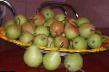 Pear varieties Ilinka Photo and characteristics
