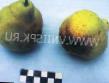 Pear varieties Nektarnaya Photo and characteristics