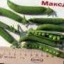 Peas varieties Maksdon Photo and characteristics