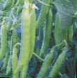 Peas varieties Nord-Vest Photo and characteristics