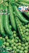Peas varieties Dinga Photo and characteristics