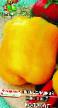 Бибер разреди (сорте) Желтый колокол фотографија и карактеристике