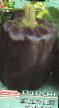 Бибер разреди (сорте) Пурпурный колокол фотографија и карактеристике