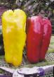 Peppers varieties Zheltyjj byk F1 Photo and characteristics