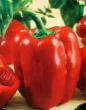 Peppers varieties Flamenko F1 Photo and characteristics