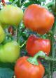 Peppers varieties Dobryak Photo and characteristics