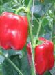 Peppers varieties Piligrim F1 Photo and characteristics