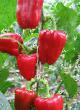 Peppers varieties Snegirek F1 Photo and characteristics