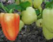 Peppers varieties Antoshka Photo and characteristics