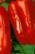 Papriky druhu Orfejj fotografie a vlastnosti