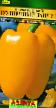 Papriky druhu Solnechnyjj zajjchik fotografie a vlastnosti