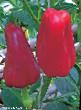 Peppers varieties Vodevil Photo and characteristics