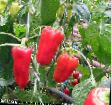 Πιπεριές ποικιλίες Ulybka φωτογραφία και χαρακτηριστικά