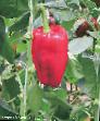 Peppers varieties Gudvin F1 Photo and characteristics
