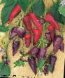 Papriky druhy Akvarel (komnatnyjj) fotografie a charakteristiky