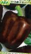 Перцы  Шоколадный красавец F1 сорт Фото