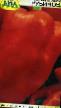Пипери сортове Рубинова снимка и характеристики