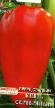 Πιπεριές ποικιλίες Knyaz serebryannyjj  φωτογραφία και χαρακτηριστικά