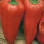 I peperoni le sorte Vitamin F1 foto e caratteristiche