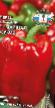 Peppers varieties Marshal Zhukov F1 Photo and characteristics