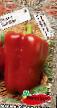 Peppers varieties Big Bon Photo and characteristics