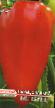 Papriky druhy Bolgarec fotografie a charakteristiky