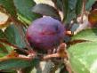 Prunus (Sliva)  Alma razred fotografija