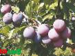 une prune les espèces Venera Photo et les caractéristiques