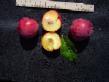 une prune les espèces Dynnaya Photo et les caractéristiques
