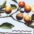 Prunus (Sliva) sort Bolkhovchanka fotografija in značilnosti